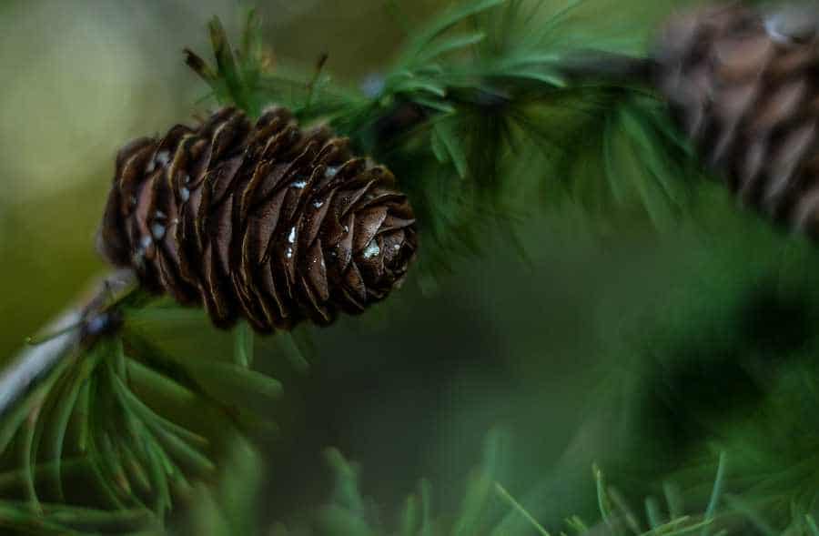 A pinecone on a pine tree, showcasing a seasonal scent for restroom cleaning supplies in San Marcos TX.